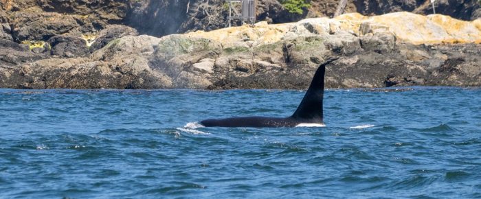 Biggs/Transient Orcas T75, T75A and T75C’s westside San Juan Island