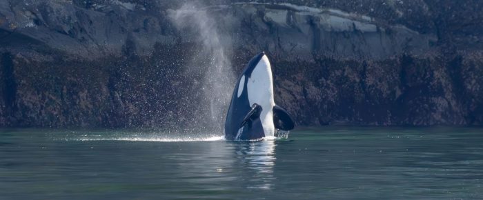 Epic day with Biggs/Transient Orcas T77’s and Humpbacks “Big Mama” and new calf Epic day with Biggs/Transient Orcas T77’s and Humpbacks “Big Mama” and new calf