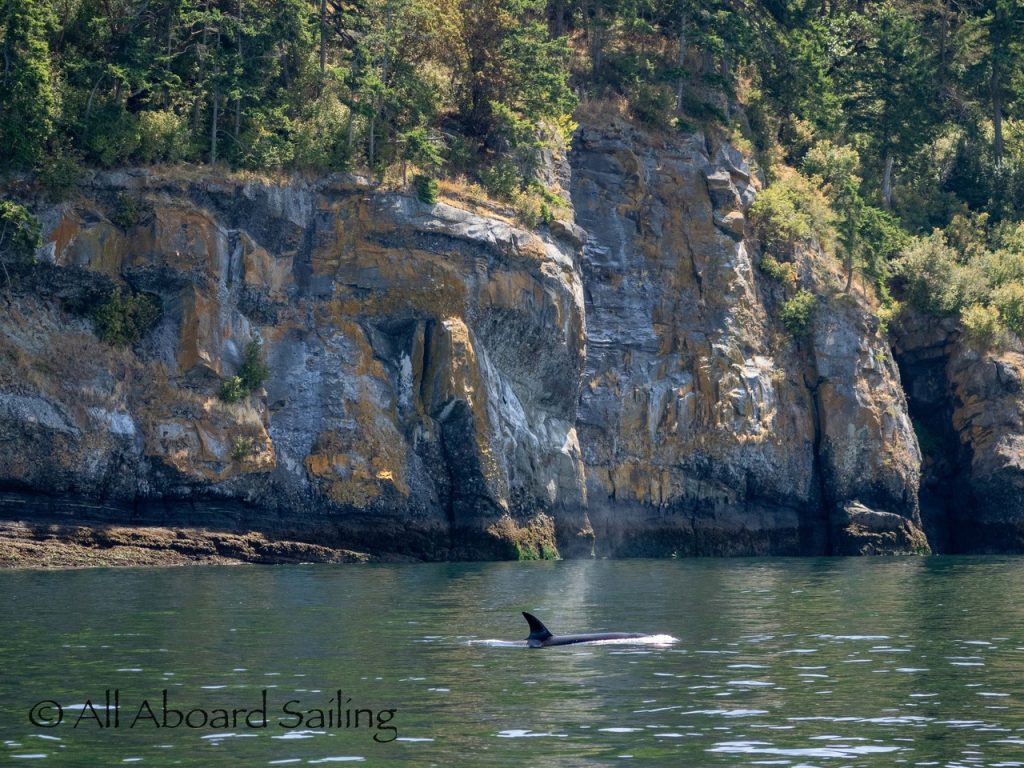 Biggs/Transient orcas T77’s near Flattop Island 