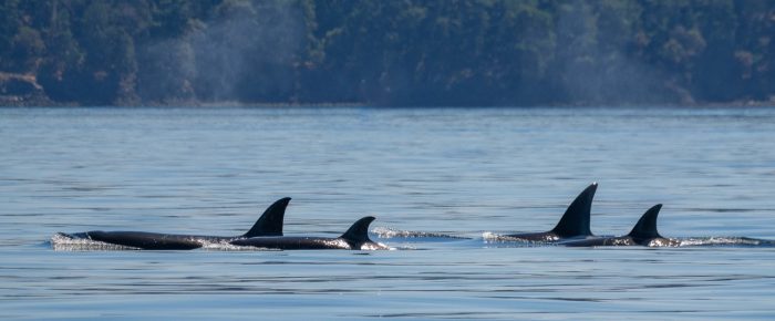 Biggs/Transient Orcas T35A’s and T38A’s near Waldron Island