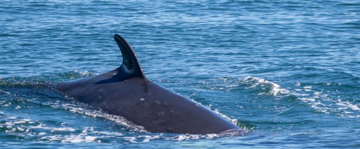 Minke whales on Hein and Salmon Banks & Biggs/Transient Orcas T46B’s west from Hein Bank