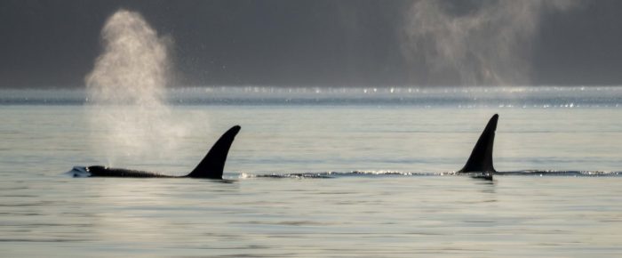 Biggs/Transient Orcas T65A’s Pt Disney to Wasp Passage at Sunset