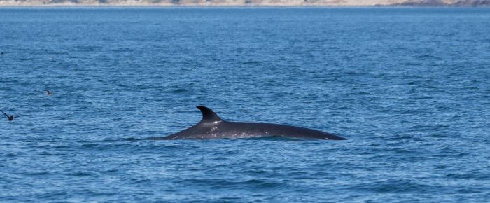 Minke whale on Salmon Bank