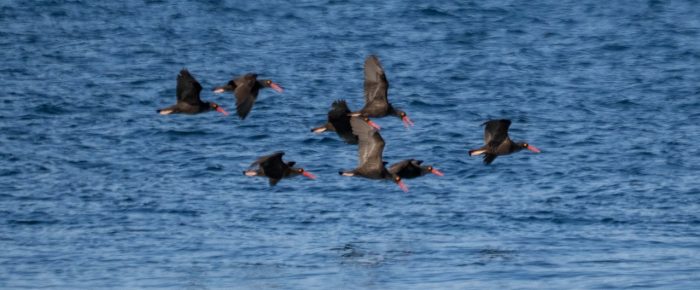 Circumnavigating Stuart Island to Flattop Island