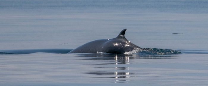 Minke whales “Dent” and “Trotsky II” on Salmon Bank / “Trotsky II” showing injury? on left side