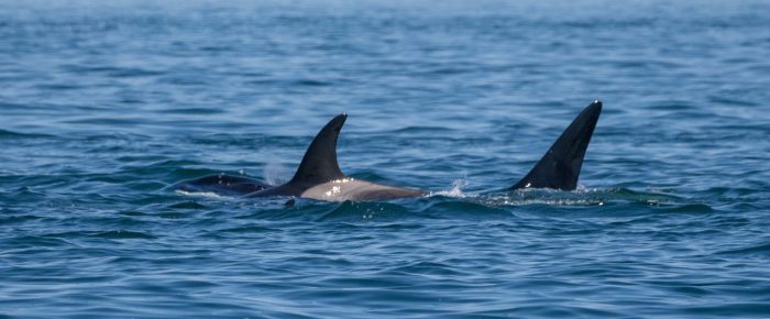 A pair of Humpback Whales and Biggs/Transient Orcas T65B’s in Boundary Pass
