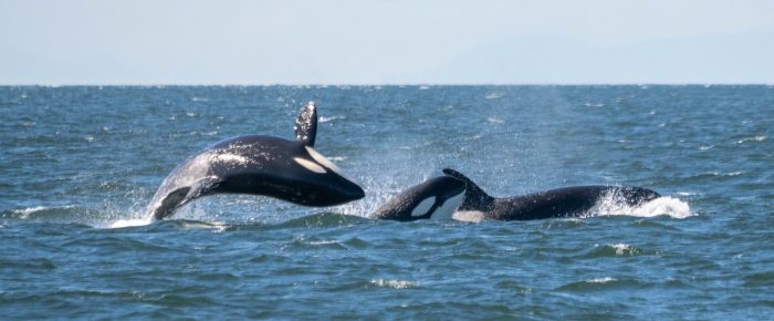 Biggs/Transient Orcas T36A’s and T123’s having a T Party