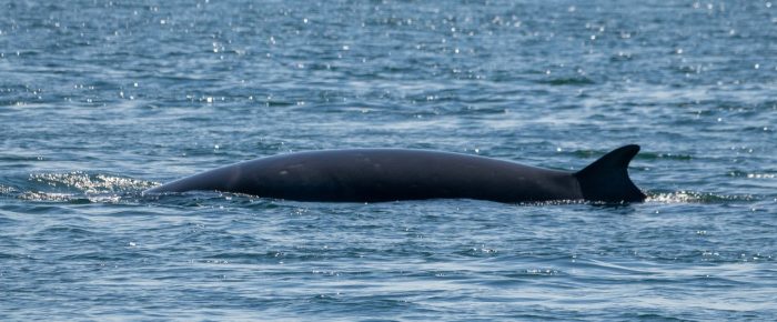 Short sail to Whale Rocks and Minke Whale “Stubbs” in Turn Island Pass