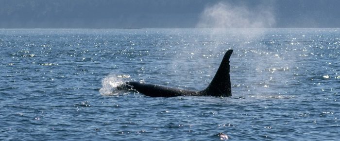 Biggs/Transient Orcas T46’s southbound Haro Strait