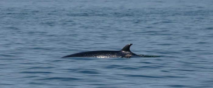 Minke whale “Dent” on Salmon Bank
