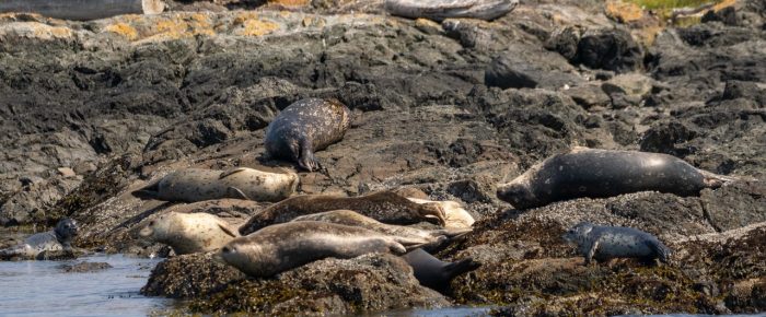 Sailing around Flattop Island and New Channel