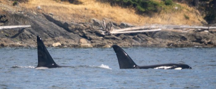 Biggs/Transient Orcas T19’s Nob Island to Obstruction Island