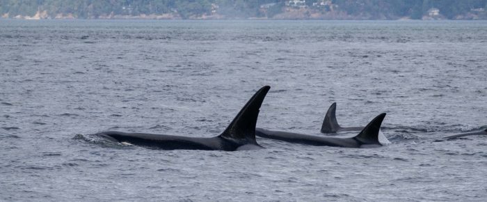 Minke whale by Beaumont Shoal and Biggs/Transient Orcas T109A’s Haro Strait