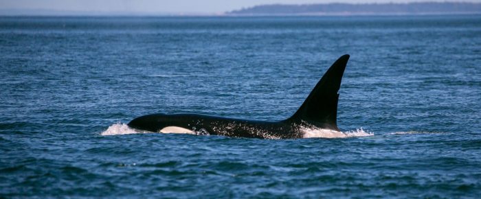 Biggs/Transient Orcas T37A’s by Johns Island