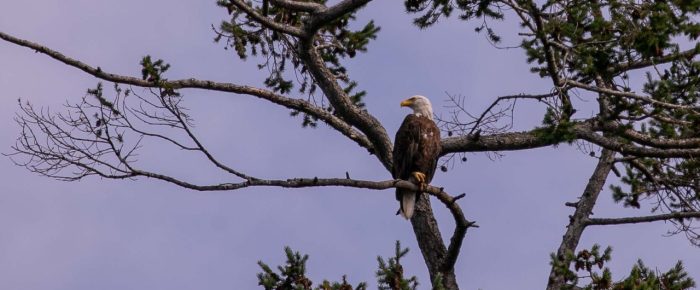 New Channel, Johns Island and Flattop Island