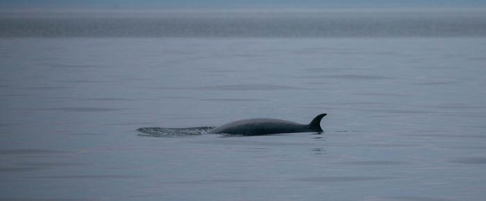 Minke Whale at Salmon Bank