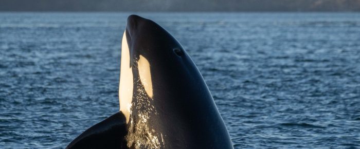 Biggs/Transient Orcas T109A’s hunting in Griffin Bay during sunset Biggs/Transient Orcas T109A’s hunting in Griffin Bay during sunset
