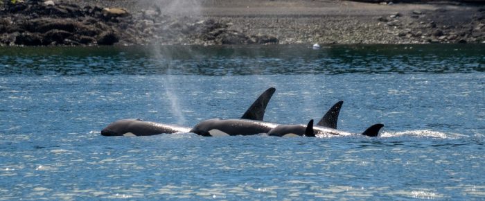 Biggs/Transient Orcas T109A’s by Thatcher Pass Biggs/Transient Orcas T109A’s by Thatcher Pass