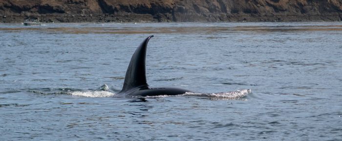 Biggs/Transient Orcas T19’s by Sentinel Island