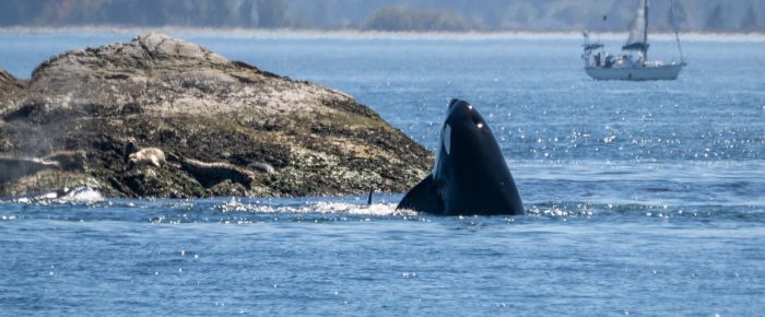 Biggs/Transient Orcas T109A’s by Sidney