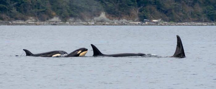 Biggs/Transient Orcas T109A’s in Lopez Sound