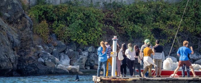 Biggs/Transient Orcas T109A’s go inside the breakwater at Friday Harbor