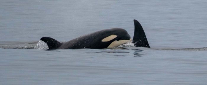 Biggs/Transient Orcas T49A’s followed by Humpback Whale BCX1675 “Strike”