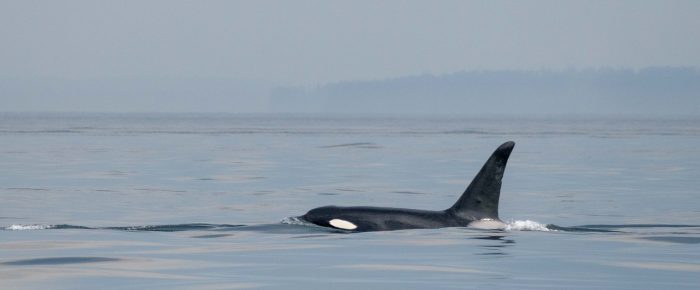 Biggs/Transient Orcas T75B’s with T100’s followed by T65 and son T63 “Chainsaw”