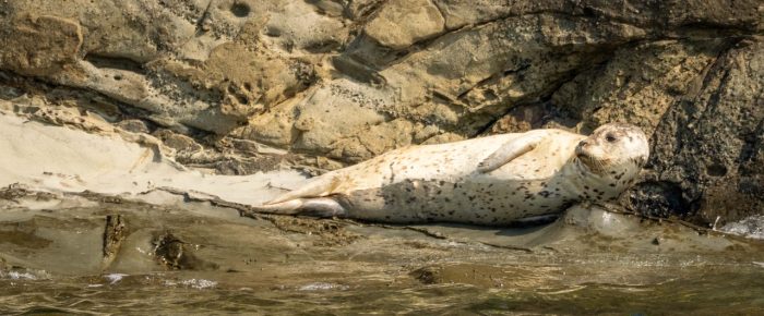 Relaxing sail up to Flattop Island