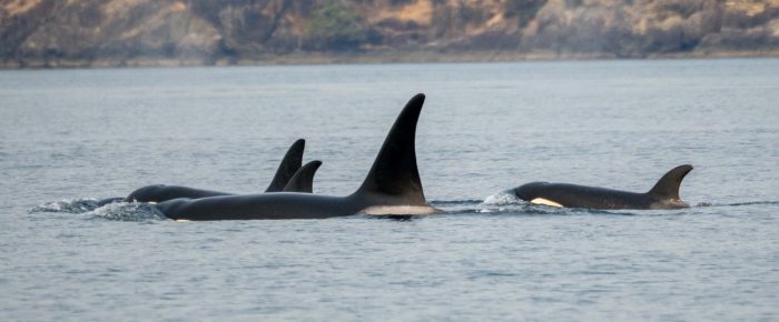 Biggs/Transient Orcas T49A’s in Swanson Channel Biggs/Transient Orcas T49A’s in Swanson Channel