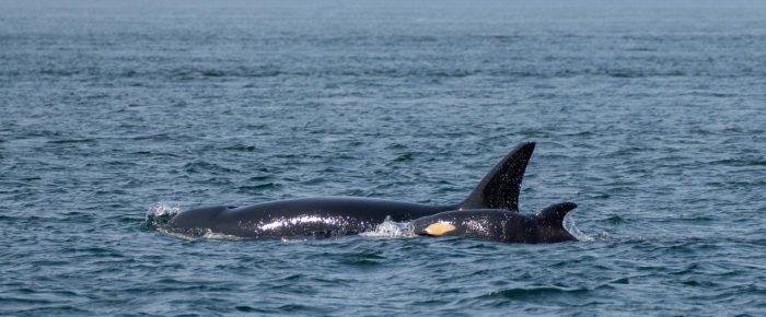 Biggs/Transient Orcas T75B’s found emerging from the fog Biggs/Transient Orcas T75B’s found emerging from the fog