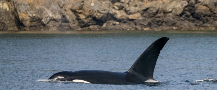 Biggs/Transient Orcas T19’s go inter-island