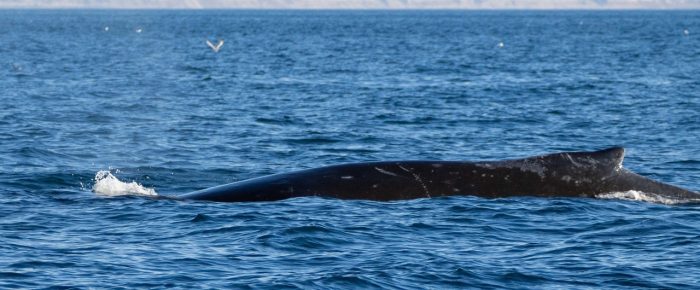 Humpback whale BCZ0345 “Victory” down south Humpback whale BCZ0345 “Victory” down south