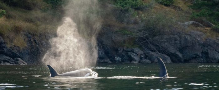 A Memorial sail with Biggs/Transient Orcas T49A’s
