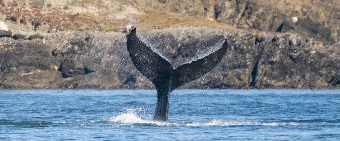 Biggs/Transient Orcas T37A’s followed by Humpback Whale BCZ0345 “Victory”