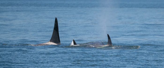 Biggs/Transient Orcas T65B’s crossing Rosario Strait towards Cypress Island