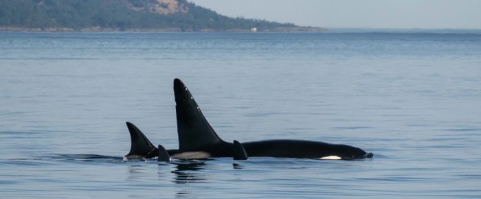 Biggs/Transient Orcas T60’s northbound in Haro Strait