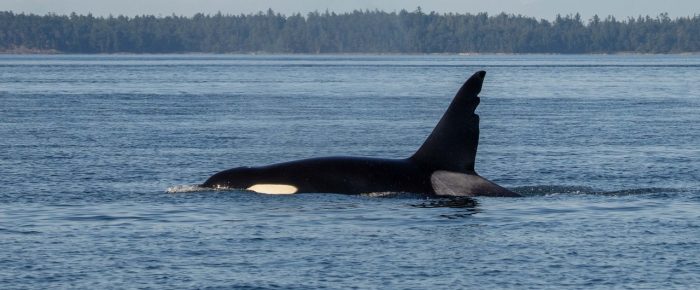 Biggs/Transient Orcas T65 with son T63 “Chainsaw” hunting by Skipjack Island