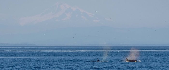 Biggs/Transient Orcas T100’s by East Point