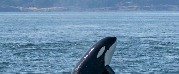 Biggs/Transient Orcas T75B’s by White Rock