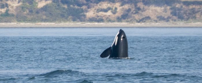 Biggs/Transient Orcas T49A’s by Waldron Island