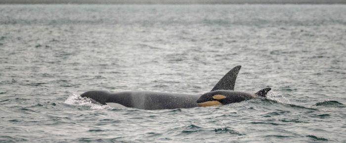 Biggs/Transient Orcas T75B’s by Skipjack Island