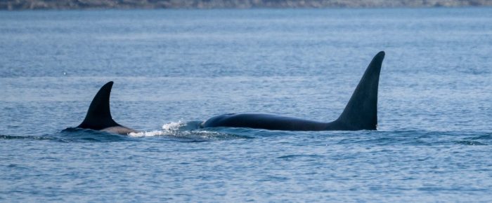 Biggs/Transient Orcas T36A1’s and T99’s by Spieden Island