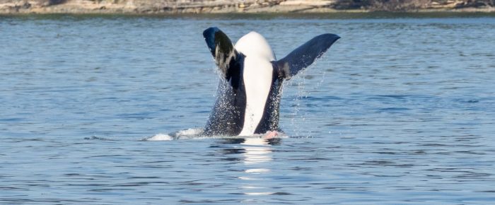 Biggs/Transient Orcas T137’s come inter-island