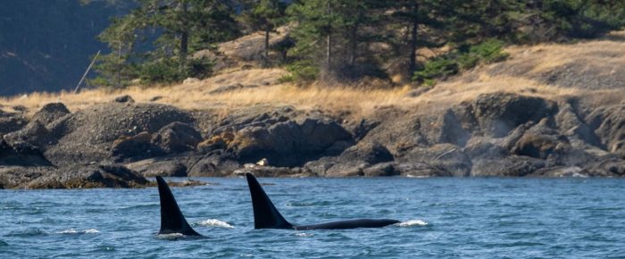 Biggs/Transient Orcas T60D and T60E plus Humpback Whale BCY1463 “Malachite”