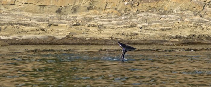 Biggs/Transient Orcas T75B’s socializing by Stuart Island