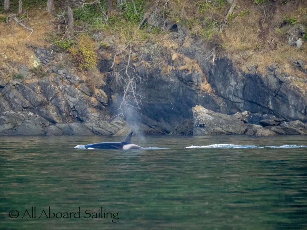 Biggs/Transient orcas T75B's on the Northside of Stuart Island 