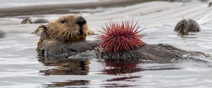 A humpback “Victory”, a minke, a sea otter and much more