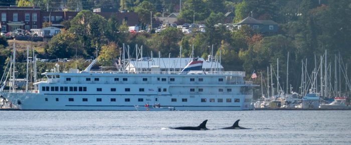Biggs/Transient Orcas T36A1’s and T99B pass Friday Harbor