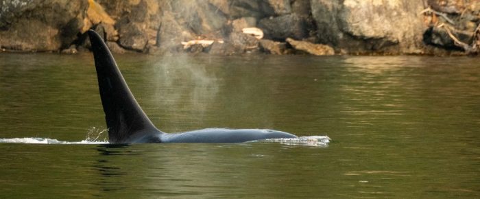 Biggs/Transient Orca T49A1 comes inter-island